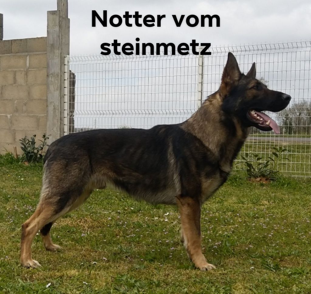 Notter vom steinmetz