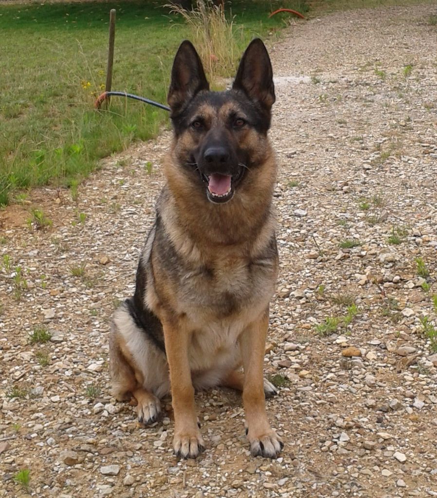 Ardente Des daskonectes